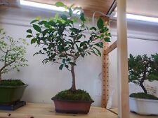 Live bonsai tree for sale  Kansas City