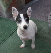 Please sponsor dog for sale  NEW TREDEGAR