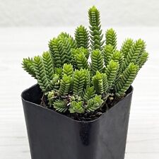 Succulent live plant for sale  San Jose