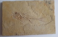 Smerdis macrurus plaque d'occasion  Salouël