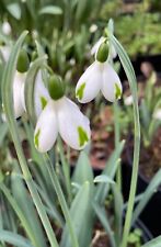 Galanthus snowdrops trumps for sale  RIPON