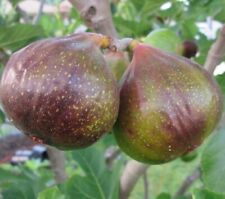 Olympian fig live for sale  Pelzer
