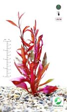 Alternanthera rosaefolia live for sale  LEAMINGTON SPA