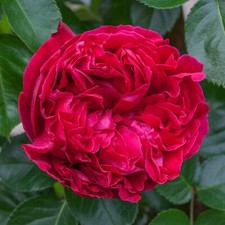 Climbing rose red for sale  Manchester