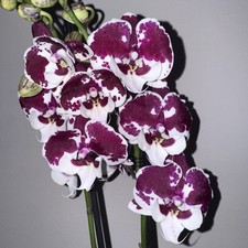 Phalaenopsis untold stories for sale  LONDON