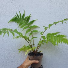 cyathea d'occasion  Nice-