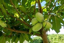Indianerbanane 180 asimina gebraucht kaufen  Goch