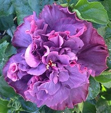 Hibiscus cajun color for sale  Christmas