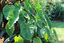 Colocasia pink china d'occasion  Arzacq-Arraziguet