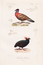 Tragopan satyra satyrtragopan d'occasion  Expédié en France