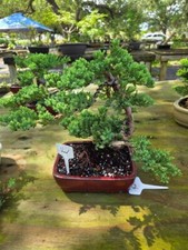 old bonsai trees for sale  Rotonda West