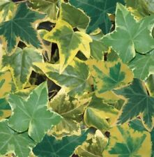 Hedera gold plug for sale  LONDON