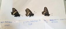 Rare papilio indra for sale  Idaho Falls