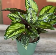 Calathea beauty star for sale  Los Angeles