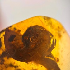CARACOL em fóssil âmbar birmanês/birmita/âmbar 100% genuíno  comprar usado  Enviando para Brazil