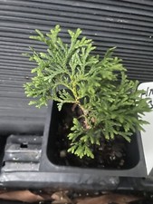 plants shrubs potted for sale plants shrubs potted for sale Martin