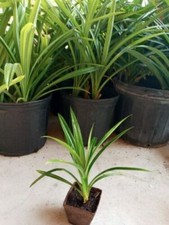 Pot pandan fragrant for sale  Vero Beach