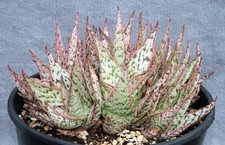 Dwarf delta dawn for sale  Sandy
