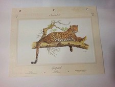 1999 illustrated animal for sale  Henderson