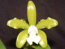 Orchidee cattleya leopoldii d'occasion  Bischoffsheim
