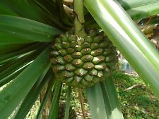12 sementes de árvores frescas Palm Pandanus utilis/Screwpine  comprar usado  Enviando para Brazil