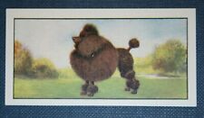 Miniature poodle vintage for sale  DERBY