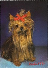 498 yorkshire terrier gebraucht kaufen  Perleberg