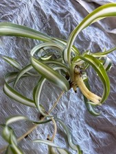 Spider plant rooted for sale  Anaheim