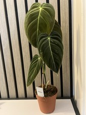 tall house plants for sale tall house plants for sale STAMFORD