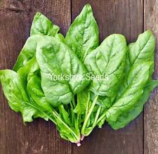 Giant winter spinach for sale  DEWSBURY