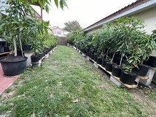 Rare grafted mango for sale  Hialeah