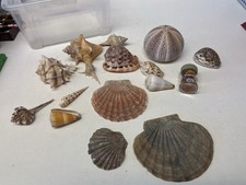 muschel gebraucht kaufen muschel gebraucht kaufen Minden