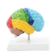 Right hemisphere brain for sale  Shipping to Ireland