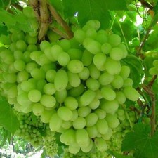 Thompson live seedless for sale  Gassville