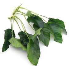 Anubias barteri var for sale  HOUNSLOW