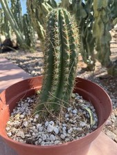 Big big bertha for sale  Tucson
