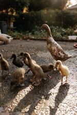 fresh eggs duck farm for sale fresh eggs duck farm for sale Chadds Ford
