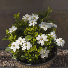 Hardy shrub gardenia for sale  PETERBOROUGH