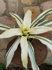 Neoregelia van durme usato  Spedire a Italy