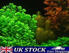 Moneywort bacopa monnieri for sale  LONDON