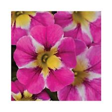 Calibrachoa candy crush for sale  WICKFORD