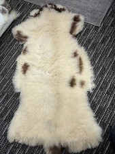 Beautiful real sheep for sale  DUNFERMLINE
