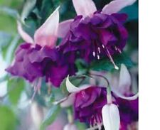 charlie dimmock naked for sale charlie dimmock naked for sale SWANLEY