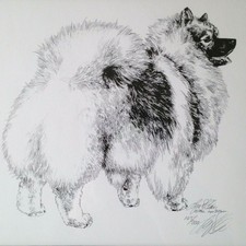 American eskimo dog for sale  Pewaukee