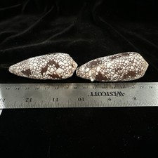 Seashells conus omaria for sale  Warner Robins