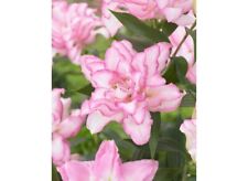 Double lotus queen for sale  ALFRETON