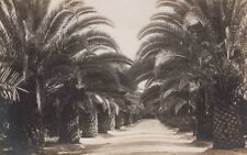  Cartão postal RPPC foto rara Palm Trees Riverside California Avenue década de 1920, usado comprar usado  Enviando para Brazil