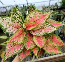 Aglaonema plant live for sale  Miami