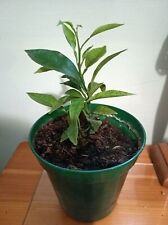 Orange tree plant for sale  FORRES