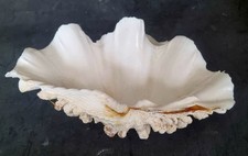 Coquillage benitier taille d'occasion  Dieppe